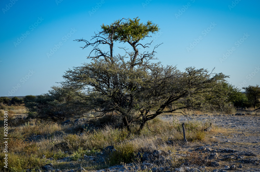 Afrikanische Landschaft mit Baum