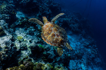  Green sea turtle swimming above a coral reef