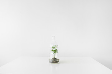 Wall Mural - Green plants in pots protected by a glass dome bottle on a white background.