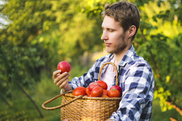 Wall Mural - young male farmer gardener collect tomato in basket in summer sunny farm