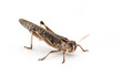 Essbare Insekten (Locusta migratoria)