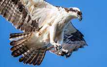 Close Up Of An Osprey Catching A Fish With Talons Out