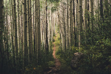 A Hiking Trail Running Through Aspen Trees In Colorado. 