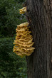 jasny żółty grzyb na pniu drzewa