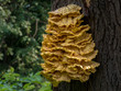 jasny żółty grzyb na pniu drzewa