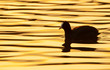 against the light shot of a coot on the lake at sunset