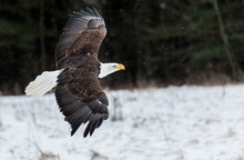 Bald Eagle In Winter 