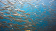 Massive school of sardines in a shallow reef. Sardine shoal or sardine run in Moalboal is a famous tourist destination in the southern town of Cebu, Philippines.