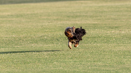 yorkshire terrier running in a field.