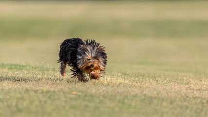 yorkshire terrier running in a field.