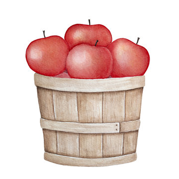 Brown wood rustic bucket filled with fall ripe apples. Hand painted water color graphic illustration on white background, cutout clip art element. Healthy food, harvest reap, country side activity.