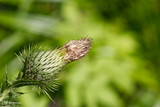 Fototapeta Dmuchawce - Stage of a thistle - stage 3