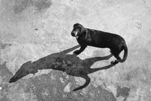 Black Dog With His Shadow