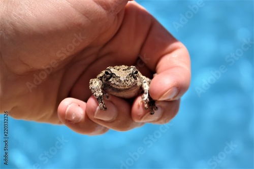 Plakat Froggy palce