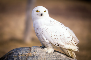 Fototapete - Snowy Owl