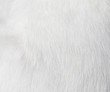 Texture fur white cat for background,Natural animal patterns skin