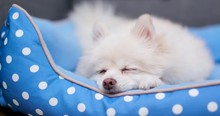 Pomeranian Dog Sleeping