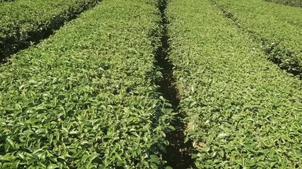 Wall Mural - Tea Bushes in Neat Rows on Farm in Chiang Mai. FullHD footage