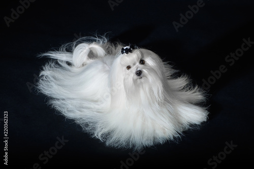 pics Maltese Dog Black And White adobe stock