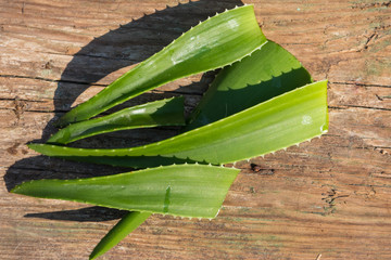 Green leaves of aloe vera plant on rustic wooden background