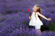 Happy cute little girl in lavender field holding bouquet of purple flowers.