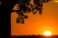 Sunset In Summertime With Tree