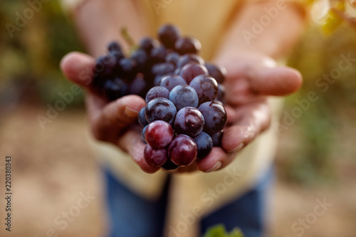 ripe blue grapes. Canvas Print