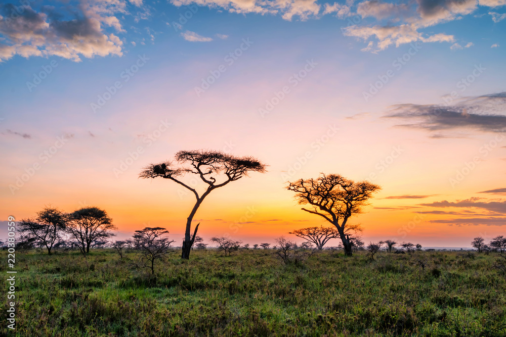 Beautiful sunset with dramatic sky in African savanna - obrazy, fototapety, plakaty 