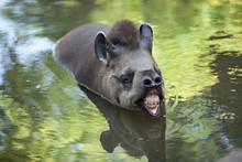 The Tapir Floats In The Water.