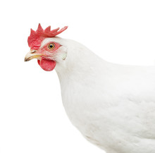 Portrait Of A White Chicken Isolated