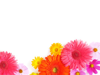 Wall Mural - Gerbera and and cosmos flowers isolated on white background, top view, flat lay. Flower frame