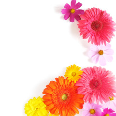 Wall Mural - Gerbera and and cosmos flowers isolated on white background, top view, flat lay. Flower frame
