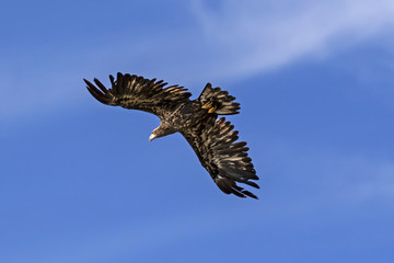 Wall Mural - Bird juvenile blad eagle at Big Bear Lake in California