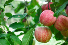 New Harvest Of Healthy Fruits, Ripe Sweet Red Apples Growing On Apple Tree