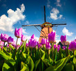 The famous Dutch windmills among blooming pink tulip flowers