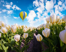 Flying On The Balloon Over The Field Of Blooming White Tulip Flowers