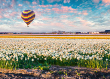 Flying On The Balloon Over The Field Of Blooming Narcissus Flowers. Colorful Spring Sunrise In The Countryside. Artistic Style Post Processed Photo. Creative Collage.