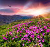 Fototapeta Natura - Magic pink rhododendron flowers in the mountains