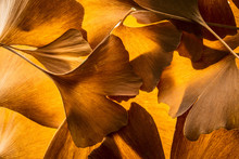 The Background From Autumnal Ginkgo Biloba Leaves