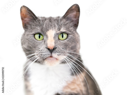 A Dilute Calico Domestic Shorthair Cat With Green Eyes Looking At
