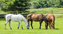 Three Horses, A Gray, A Bay, And A Chestnut Grazing In A Pasture With A Split-rail Fence And Trees In The Background On A Sunny Day.