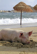Pigs enjoying the beach life in Mykonos, Greece