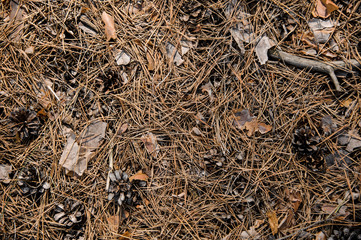 Textured background of the autumn forest floor