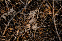 Textured Background Of The Beginning Autumn Forest Floor