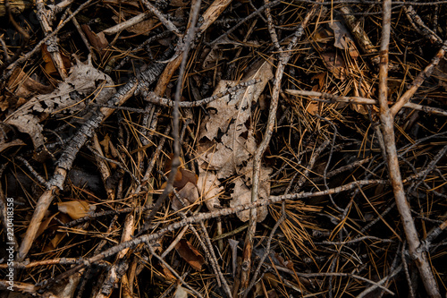 Textured background of the beginning autumn forest floor
