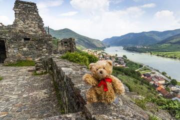 Wall Mural - Teddy bear Dranik in Wachau valley.