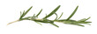 Sprig of fresh rosemary isolated on white background. Rosemary branch