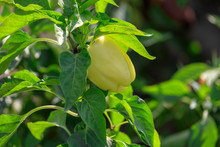 Yellow Bell Pepper On The Plant In The Garden