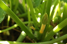 Female Yellow Zucchini Bud Sprouting On A Plant During Summer. Gardening For Sustainable Food