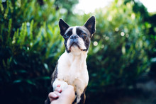 Give Me A Paw - Friendship -  Boston Terrier Touching Paw With Woman's Hand